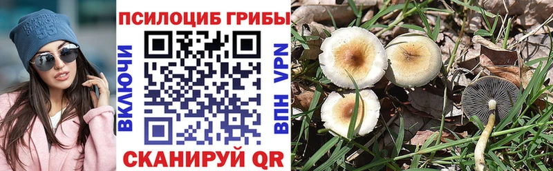 Купить  Южа  Псилоцибиновые грибы Psilocybine cubensis 